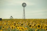 field-4400519-640