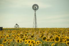 field-4400519-640